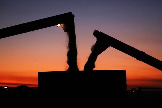 Уборка урожая рапса в Красноярском крае