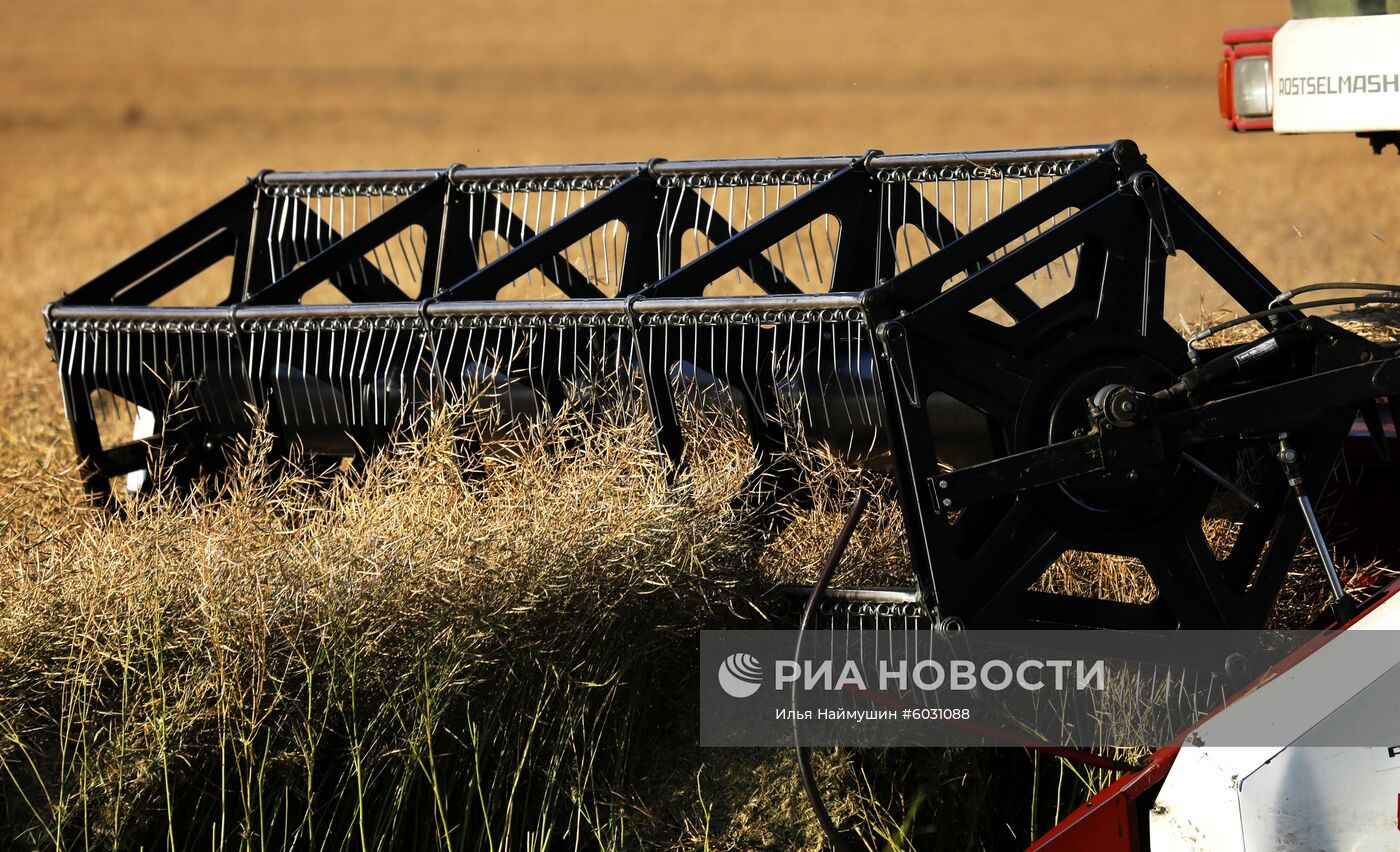 Уборка урожая рапса в Красноярском крае