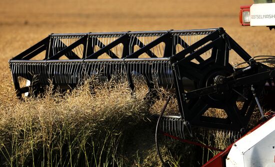 Уборка урожая рапса в Красноярском крае