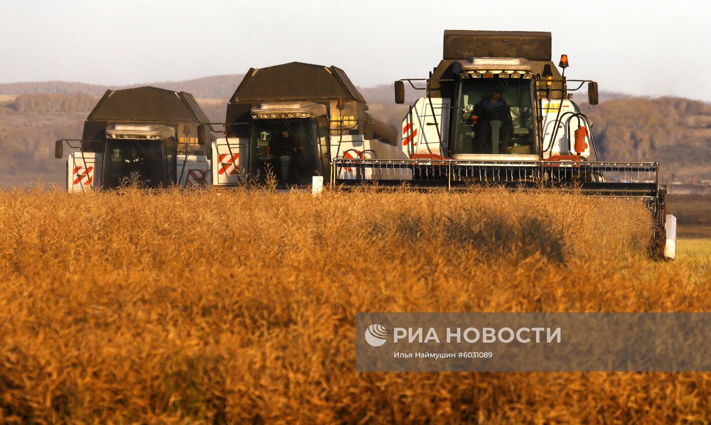 Уборка урожая рапса в Красноярском крае