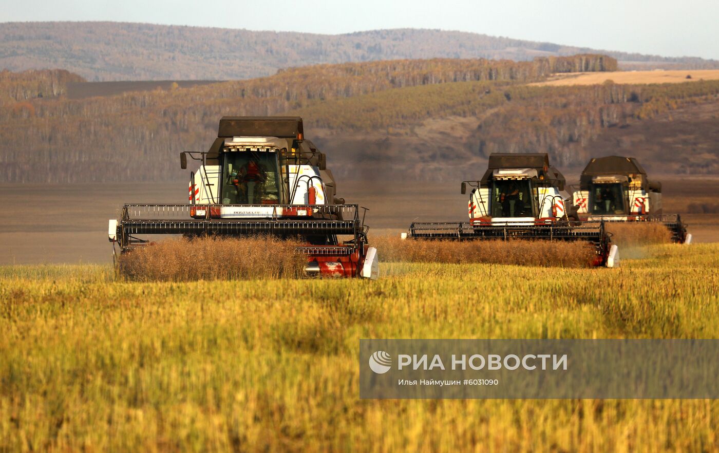 Уборка урожая рапса в Красноярском крае