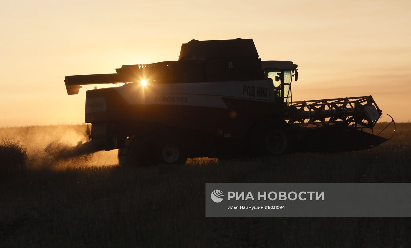 Уборка урожая рапса в Красноярском крае