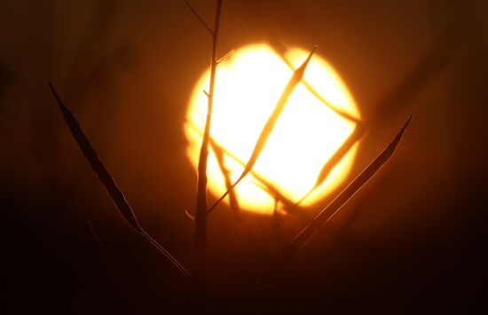 Уборка урожая рапса в Красноярском крае