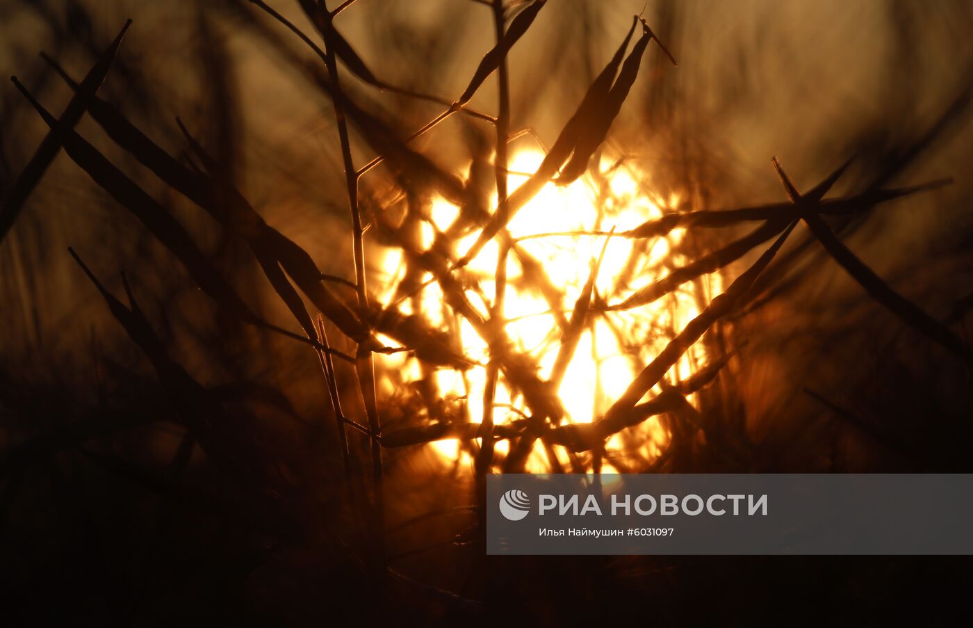 Уборка урожая рапса в Красноярском крае