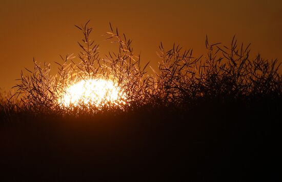 Уборка урожая рапса в Красноярском крае