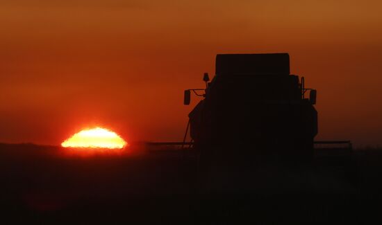 Уборка урожая рапса в Красноярском крае