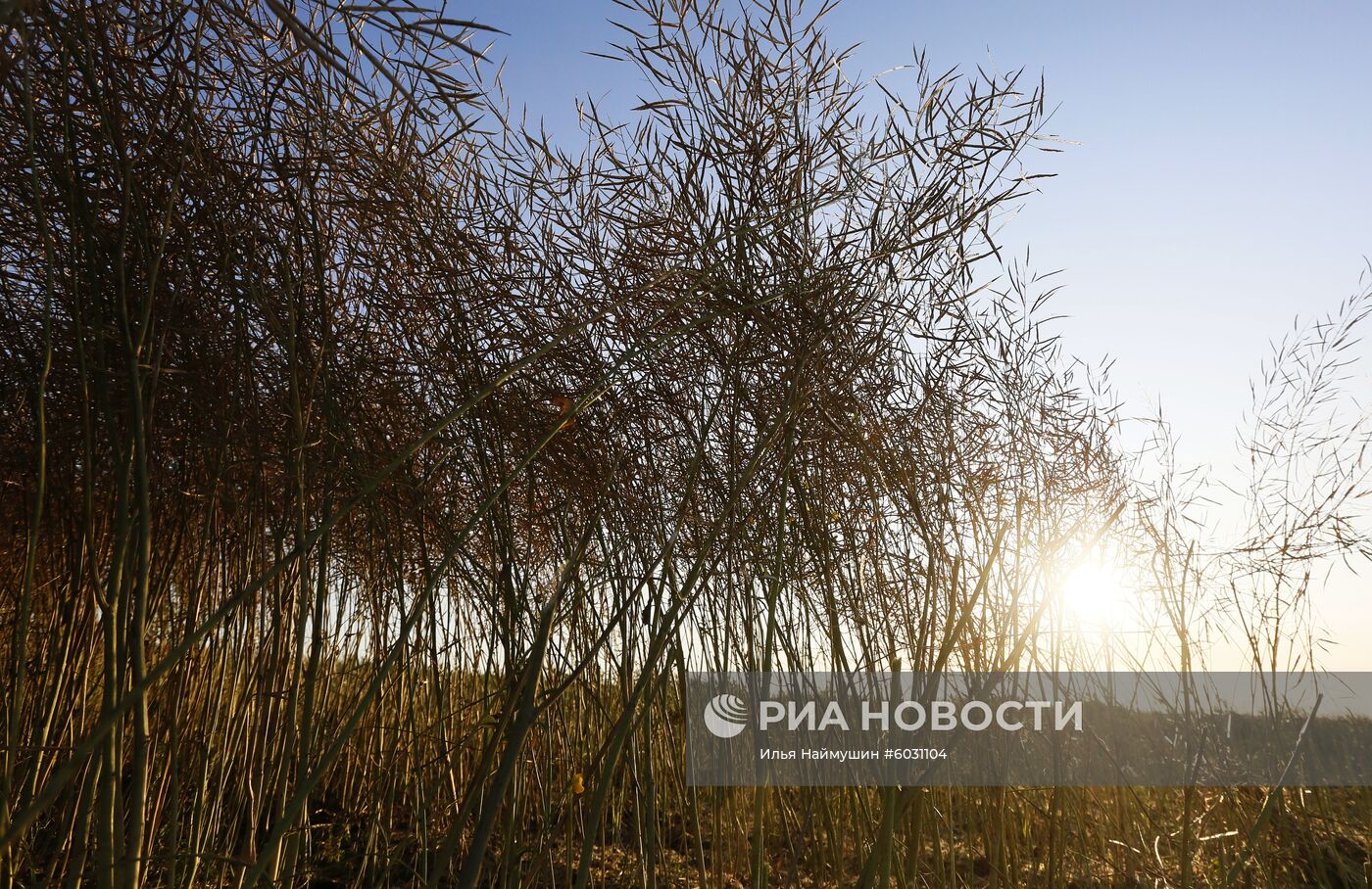 Уборка урожая рапса в Красноярском крае