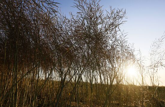 Уборка урожая рапса в Красноярском крае