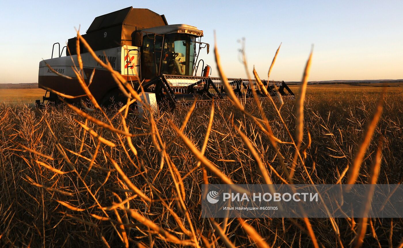 Уборка урожая рапса в Красноярском крае