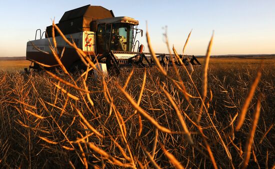 Уборка урожая рапса в Красноярском крае