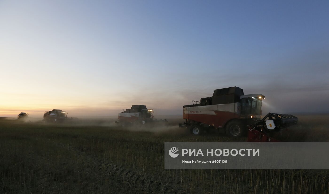 Уборка урожая рапса в Красноярском крае