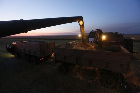 Уборка урожая рапса в Красноярском крае