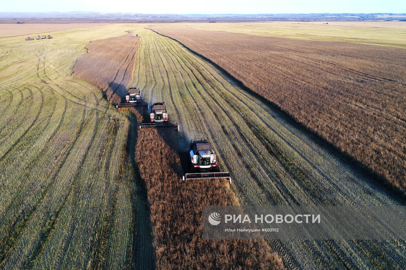 Уборка урожая рапса в Красноярском крае