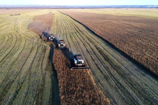Уборка урожая рапса в Красноярском крае