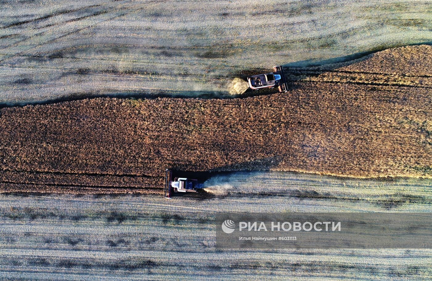 Уборка урожая рапса в Красноярском крае