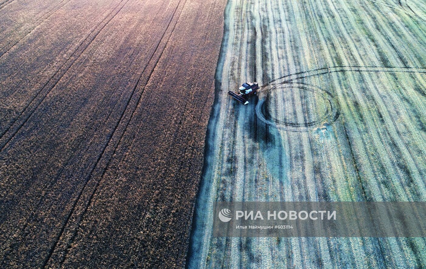 Уборка урожая рапса в Красноярском крае