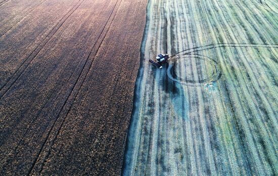 Уборка урожая рапса в Красноярском крае