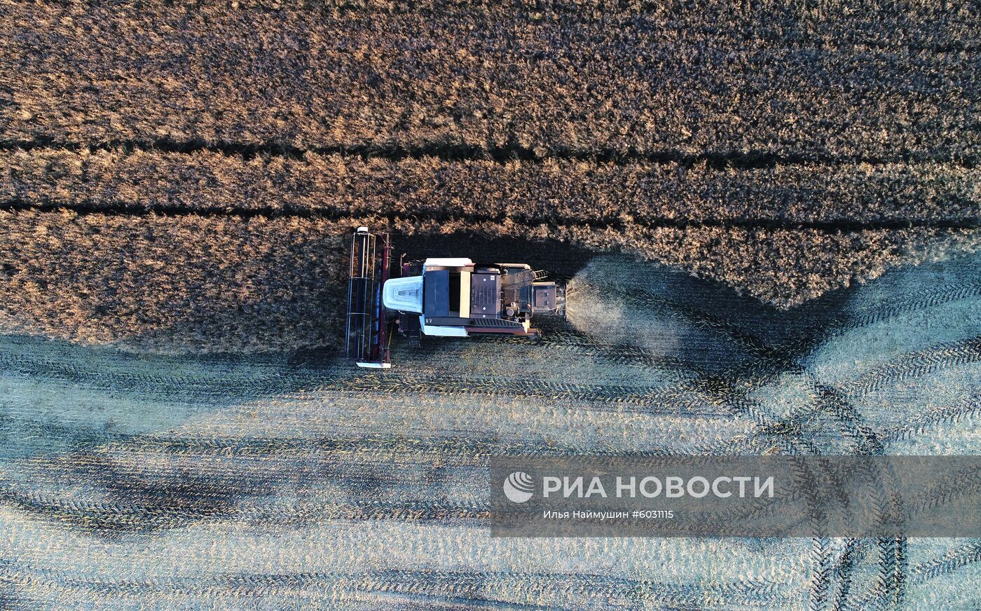 Уборка урожая рапса в Красноярском крае