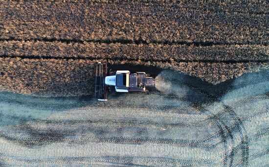 Уборка урожая рапса в Красноярском крае