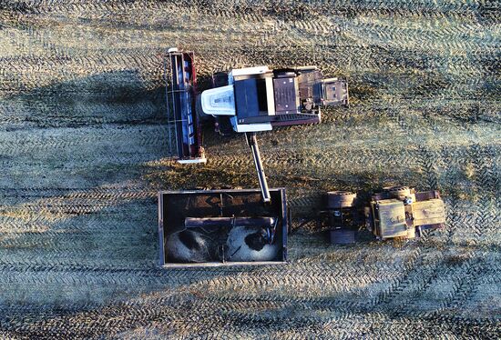 Уборка урожая рапса в Красноярском крае