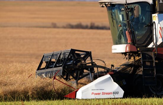 Уборка урожая рапса в Красноярском крае