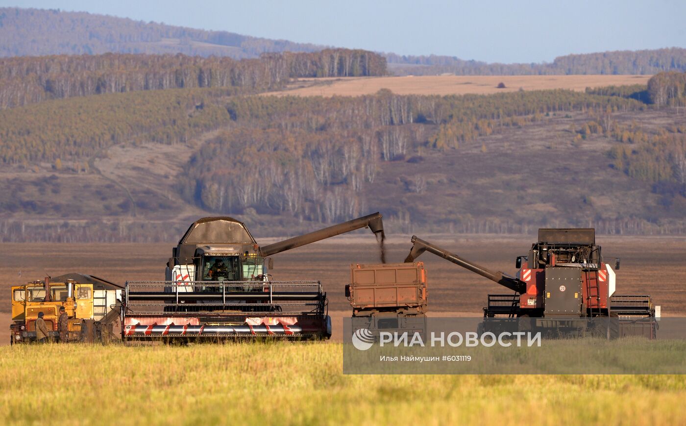 Уборка урожая рапса в Красноярском крае