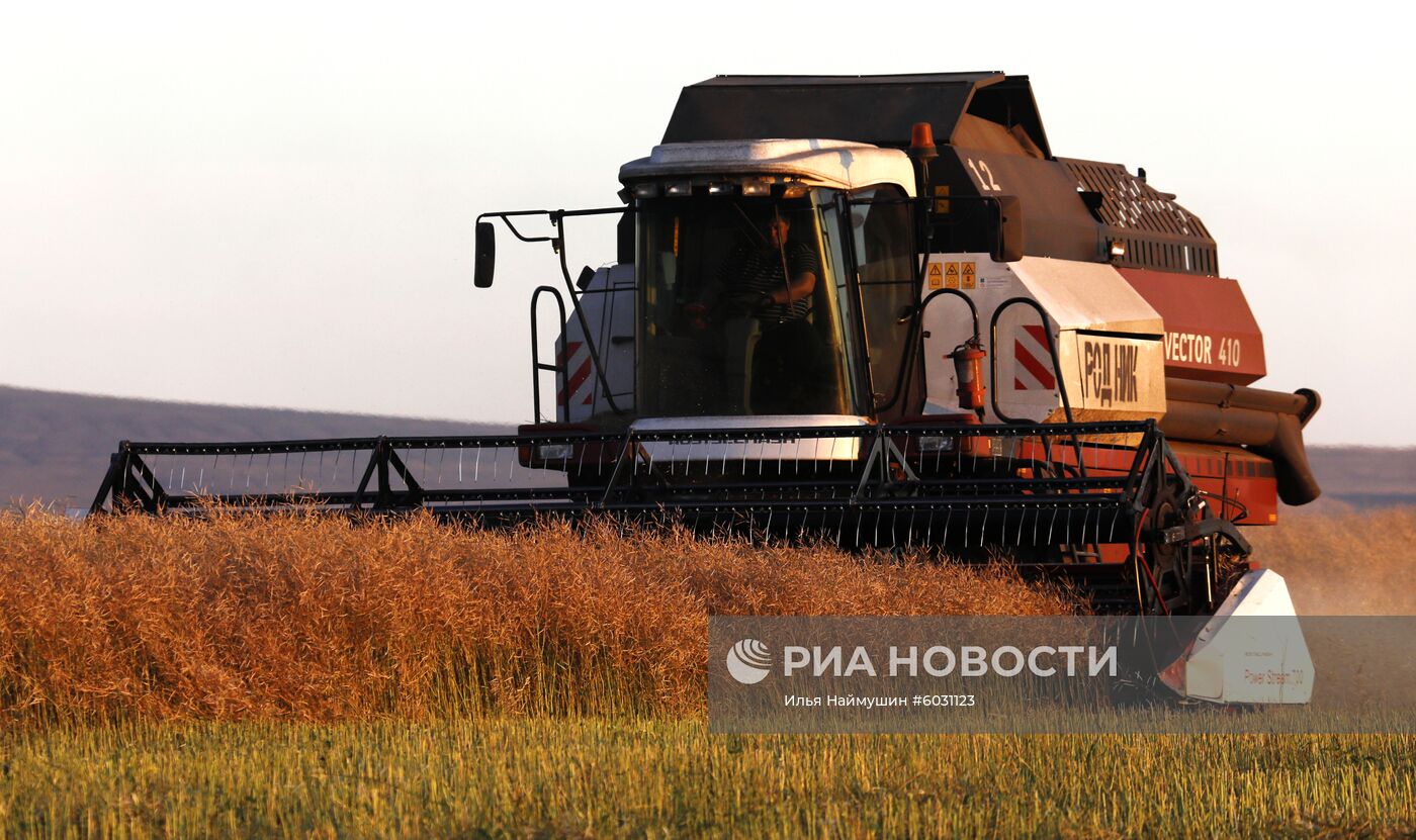 Уборка урожая рапса в Красноярском крае Уборка урожая рапса в Красноярском крае