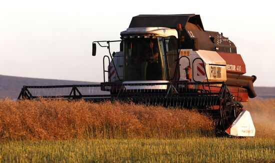 Уборка урожая рапса в Красноярском крае Уборка урожая рапса в Красноярском крае