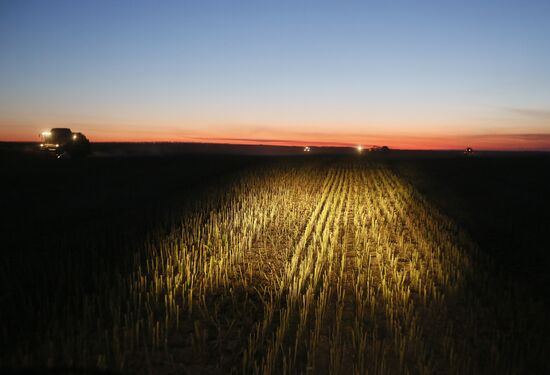 Уборка урожая рапса в Красноярском крае