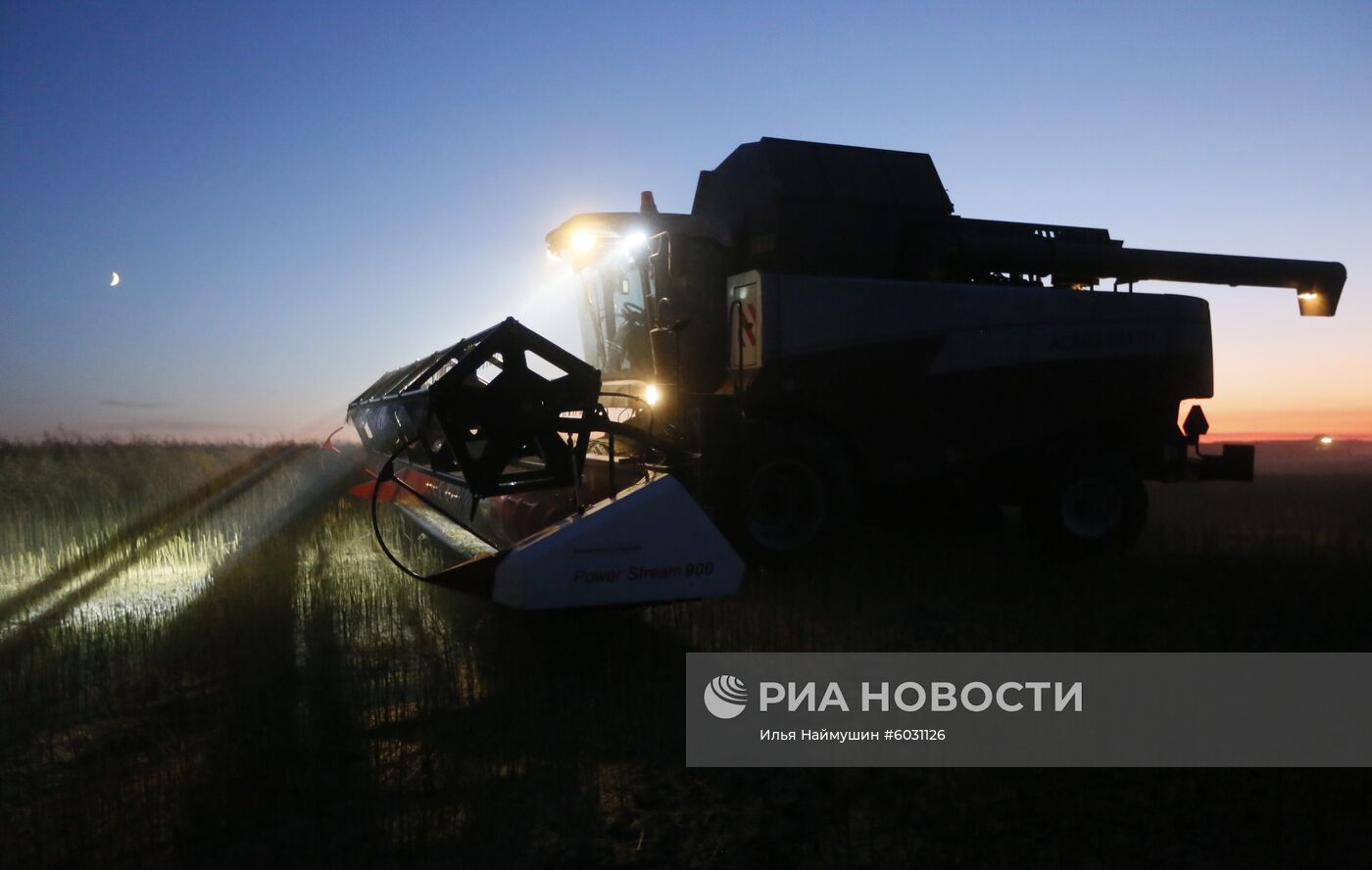 Уборка урожая рапса в Красноярском крае