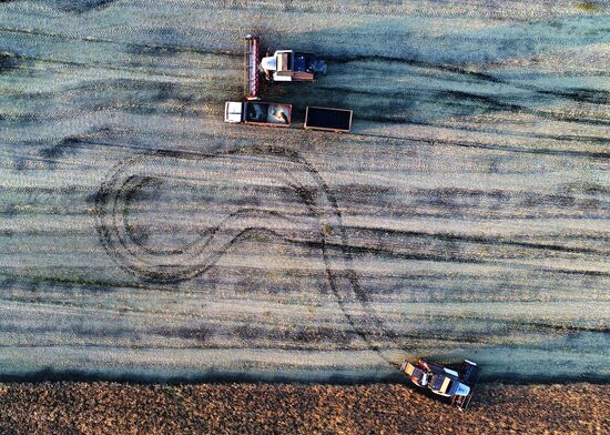 Уборка урожая рапса в Красноярском крае