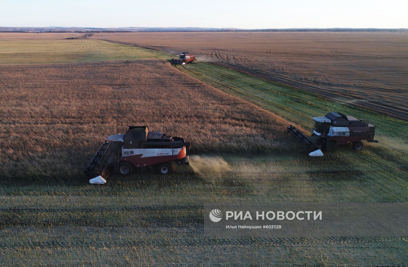 Уборка урожая рапса в Красноярском крае