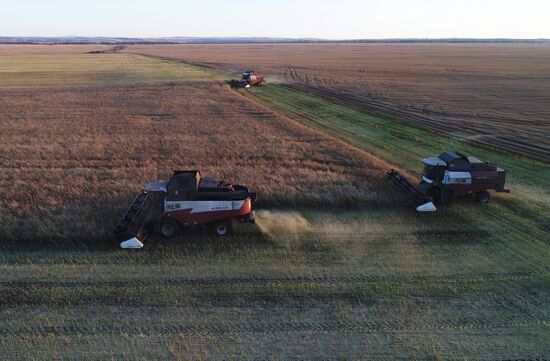 Уборка урожая рапса в Красноярском крае