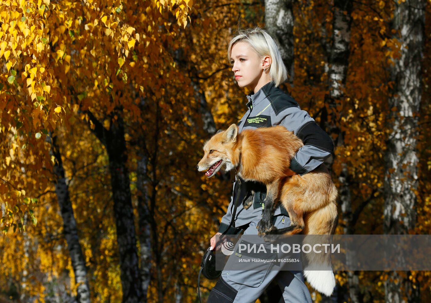 Ручной лис Ральф из Красноярского зоопарка.