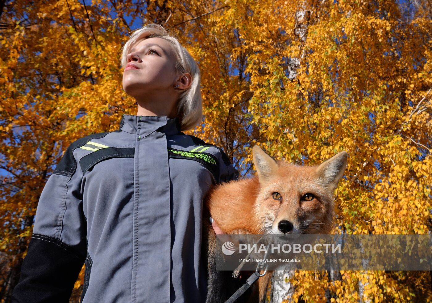 Ручной лис Ральф из Красноярского зоопарка.