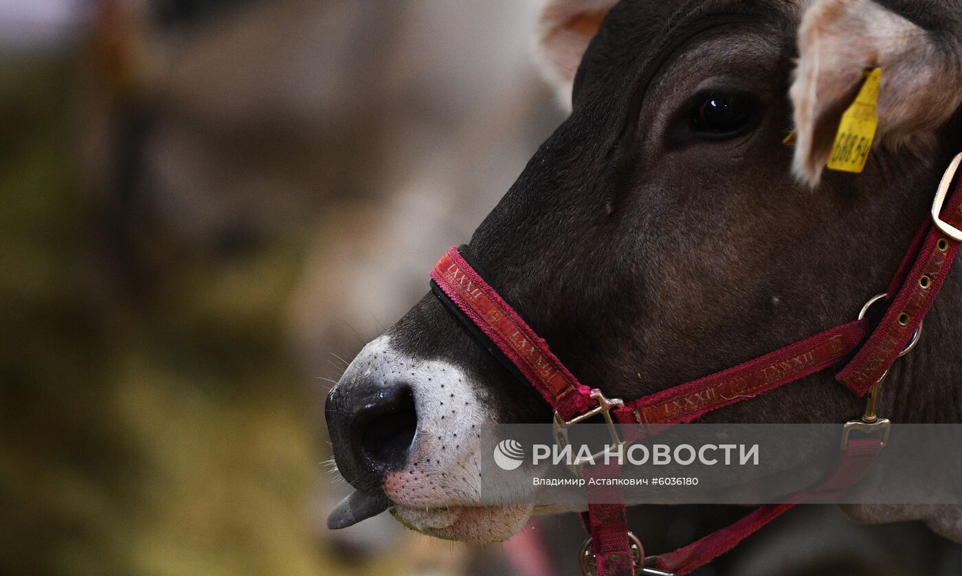21-я Российская агропромышленная выставка "Золотая осень"