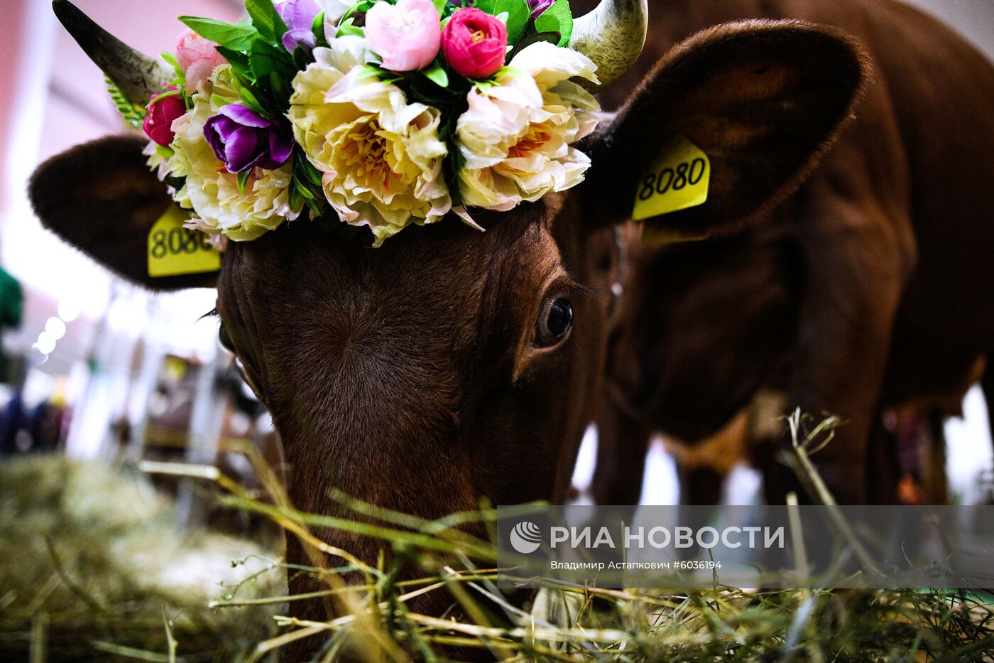 21-я Российская агропромышленная выставка "Золотая осень"