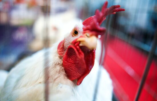 21-я Российская агропромышленная выставка "Золотая осень"