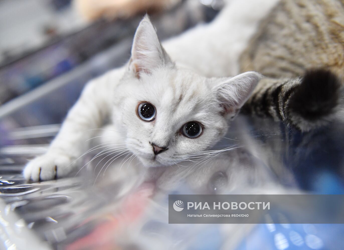 Выставки "КоШарики Шоу" и "KOT da VINCI - 10" в Москве