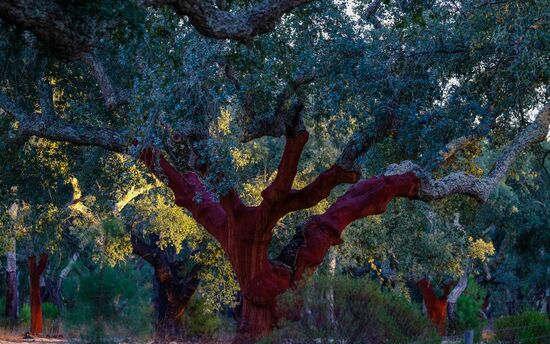 Страны мира. Португалия