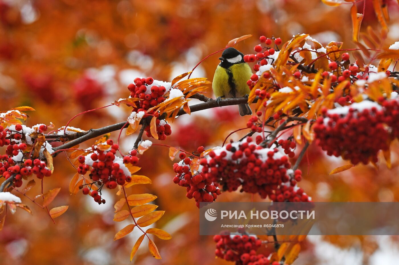 Первый снег в Новосибирске