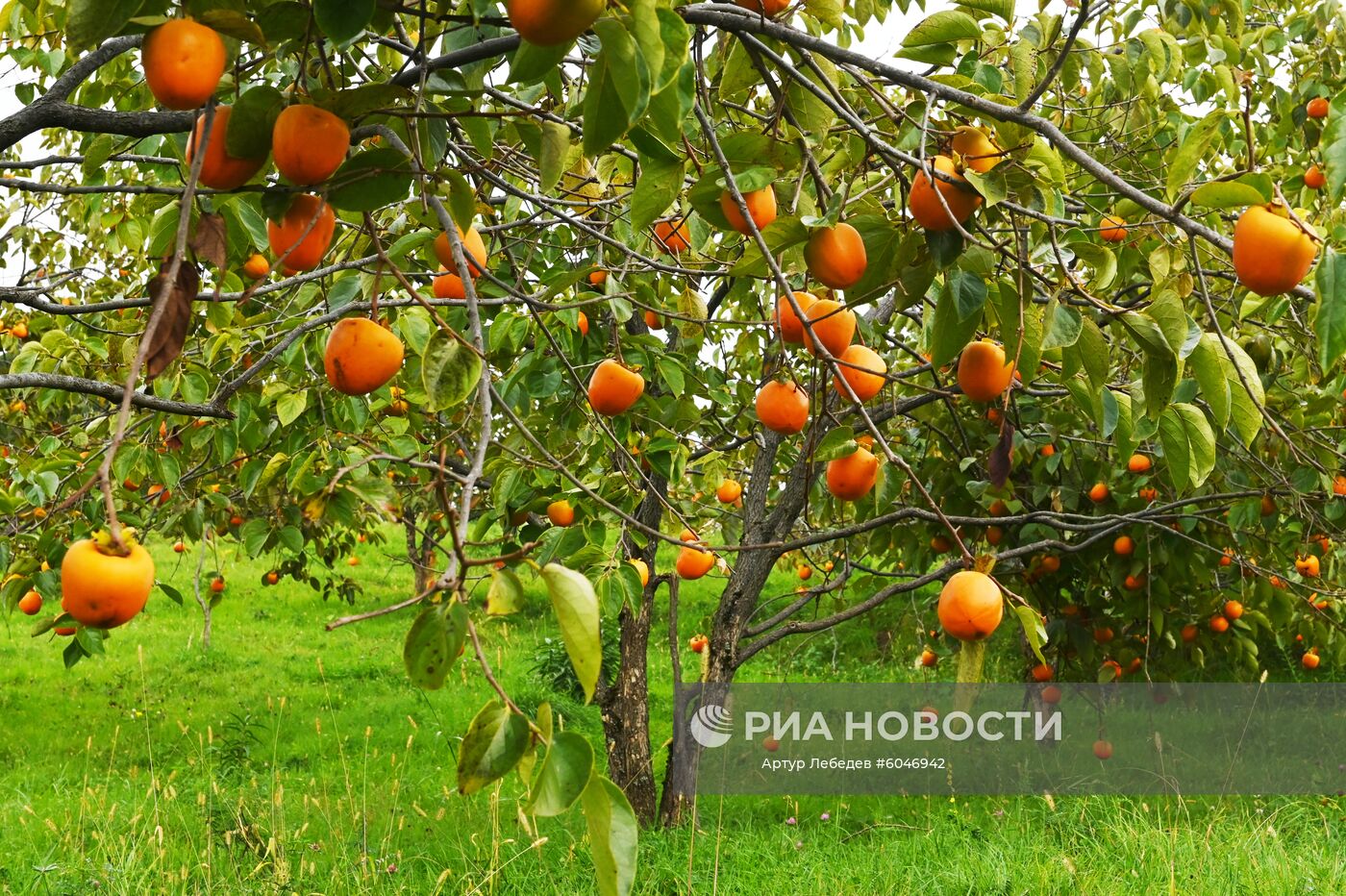 Сбор урожая хурмы в Сочи