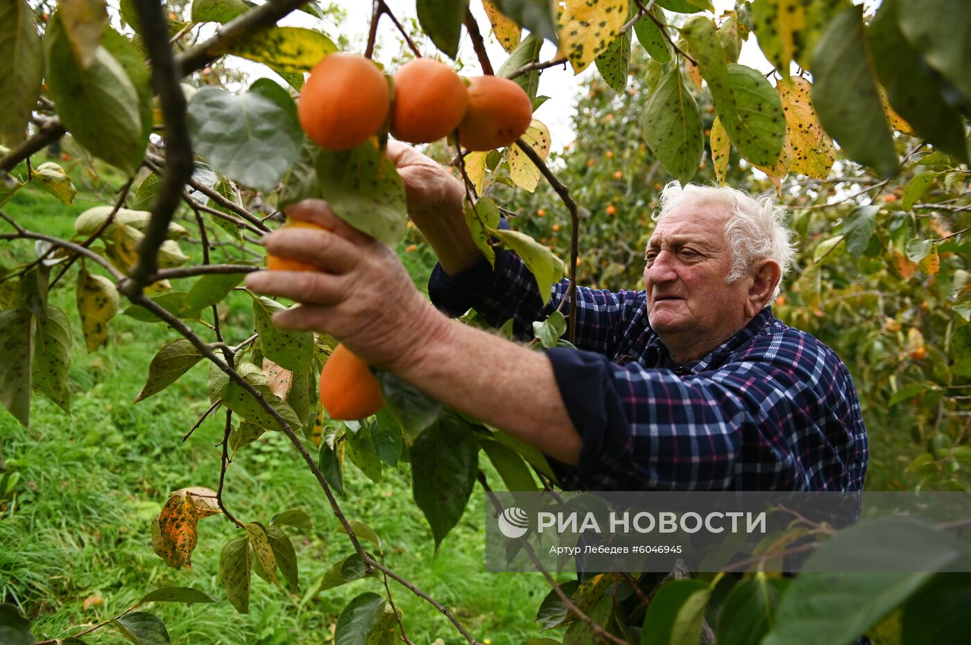 Сбор урожая хурмы в Сочи