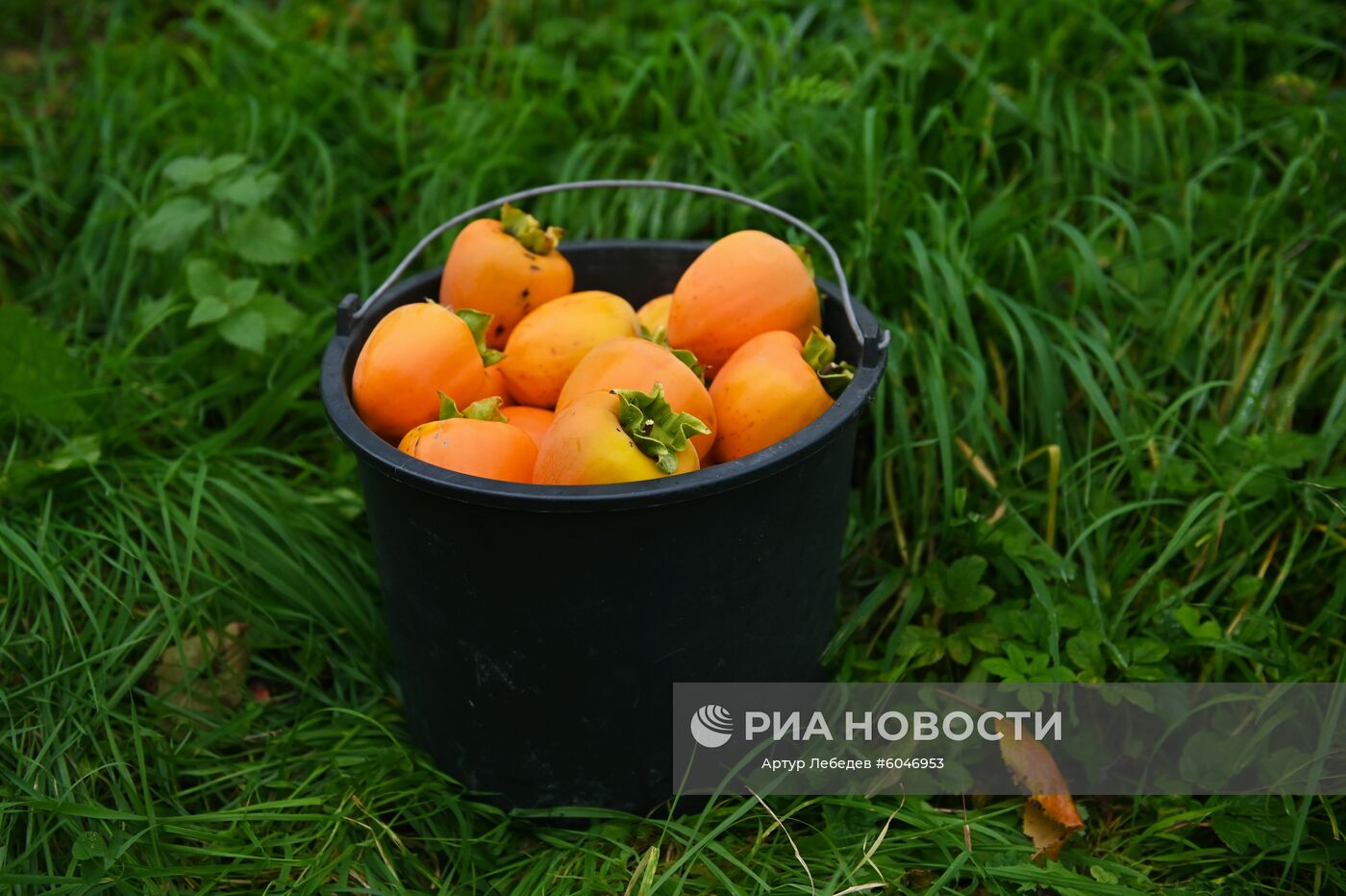 Сбор урожая хурмы в Сочи