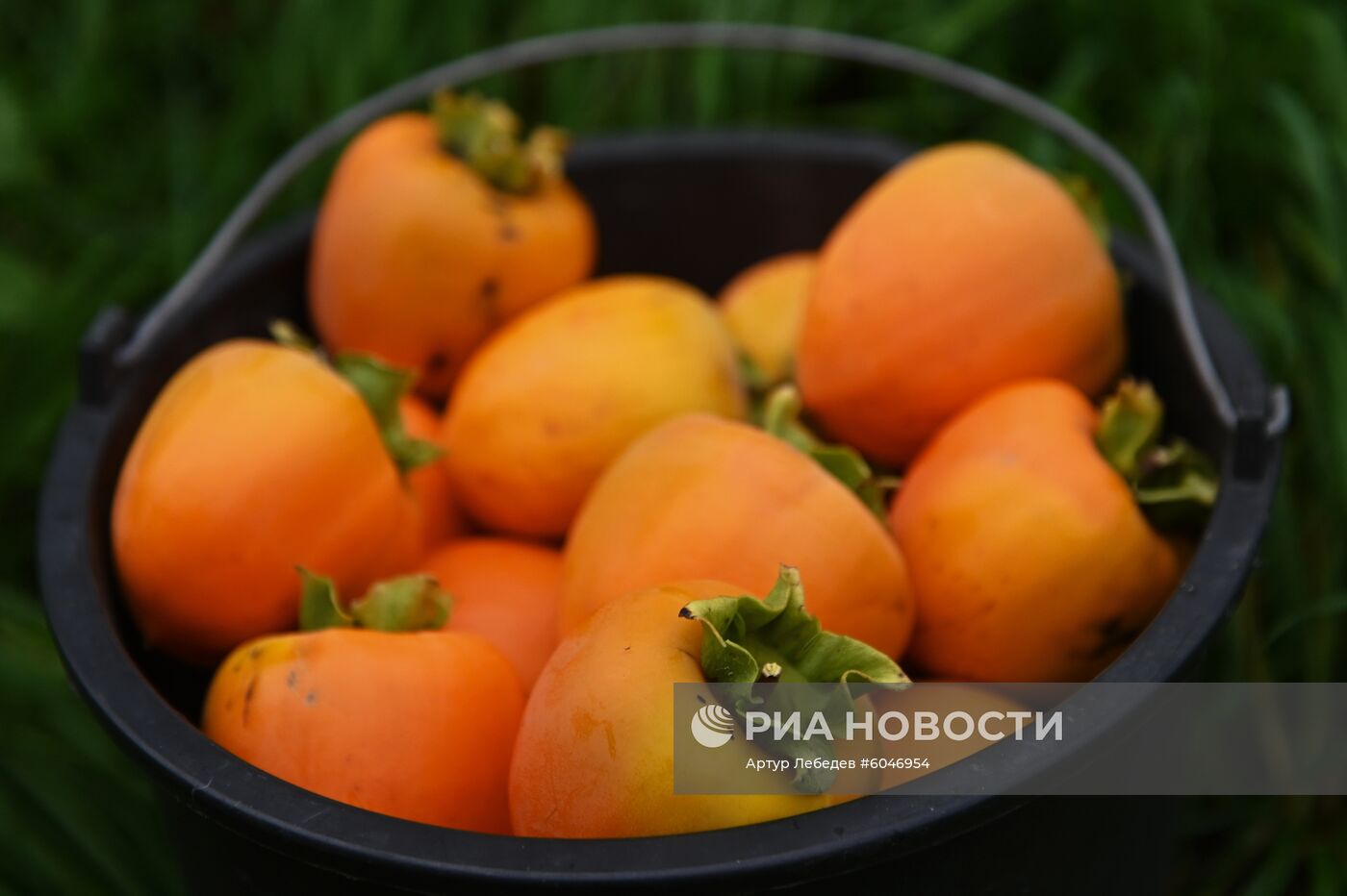 Сбор урожая хурмы в Сочи