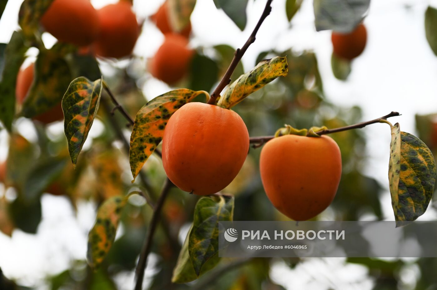 Сбор урожая хурмы в Сочи