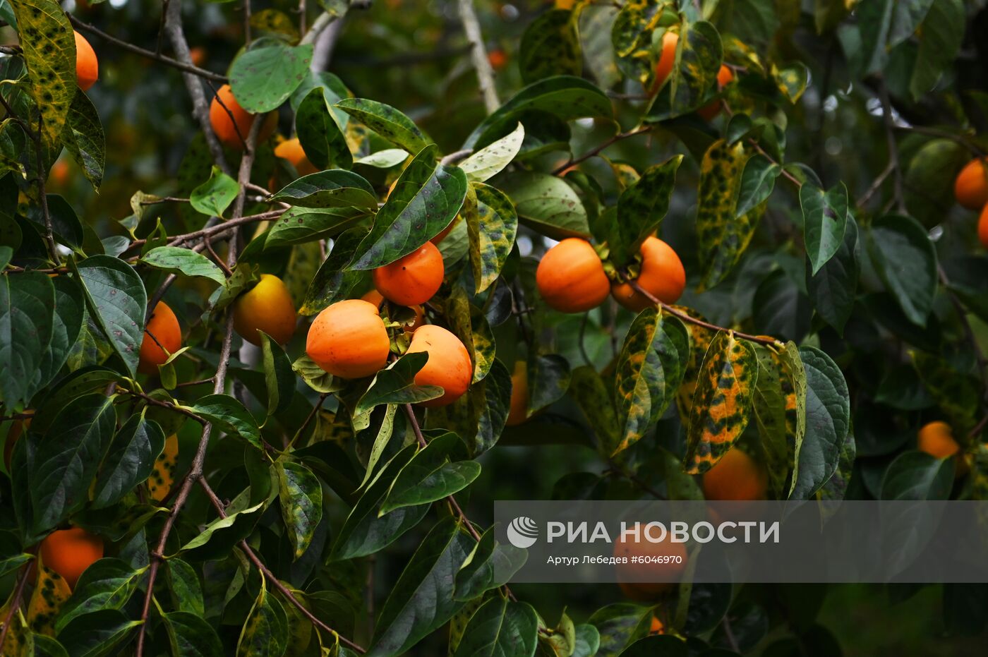 Сбор урожая хурмы в Сочи