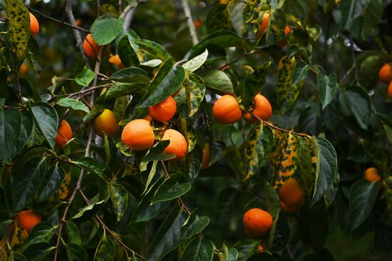 Сбор урожая хурмы в Сочи