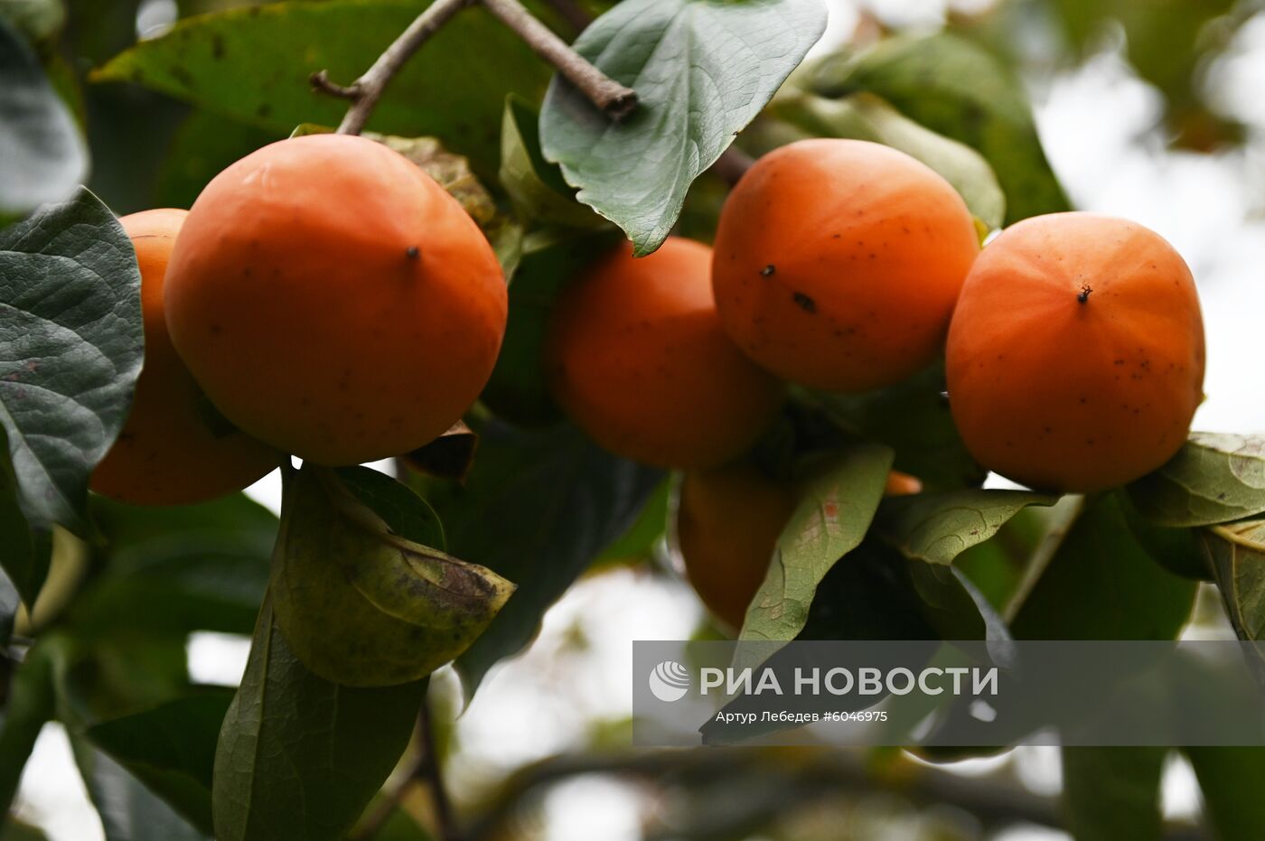Сбор урожая хурмы в Сочи