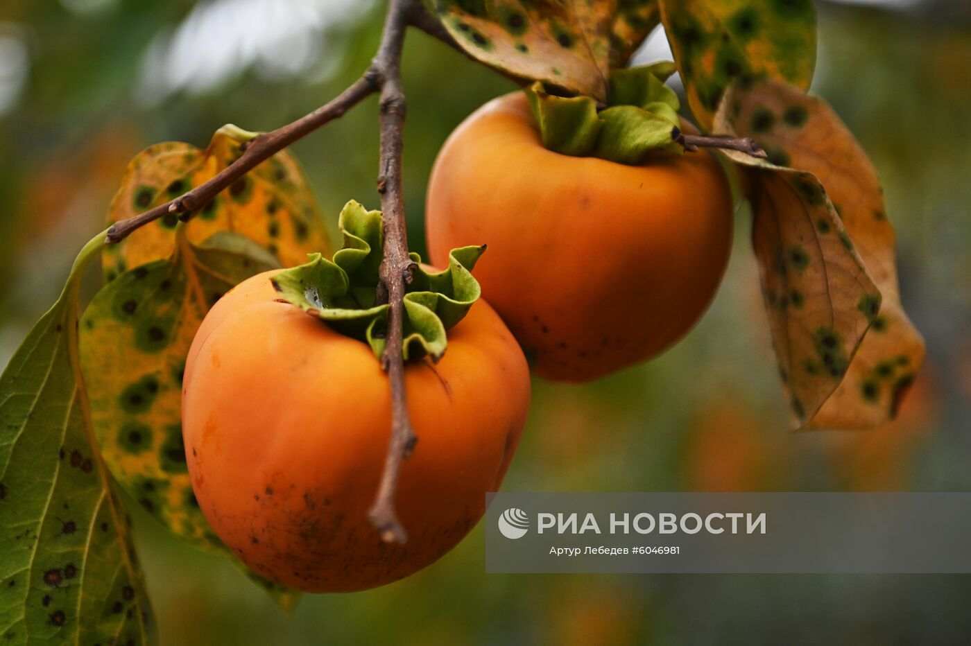 Сбор урожая хурмы в Сочи
